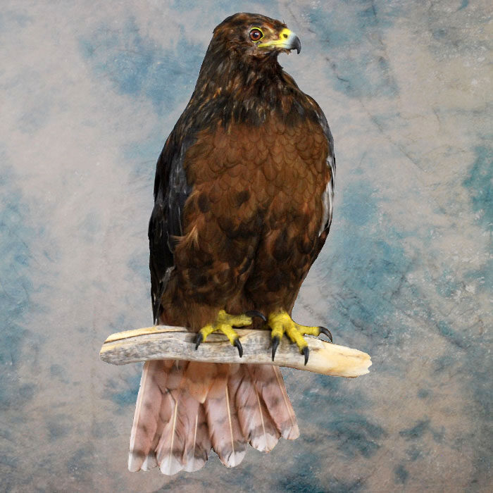 Red-Tailed Hawk Recreation Nevada bird taxidermy