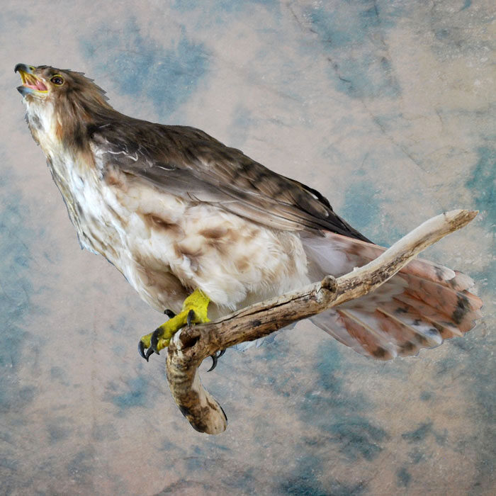 Red-Tailed Hawk Recreation Nevada bird taxidermy