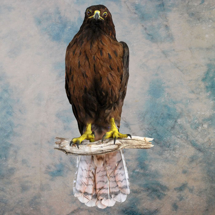 Red-Tailed Hawk Recreation Nevada bird taxidermy