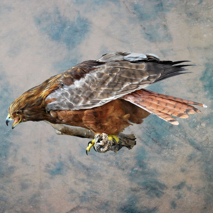 Red-Tailed Hawk Recreation Nevada bird taxidermy