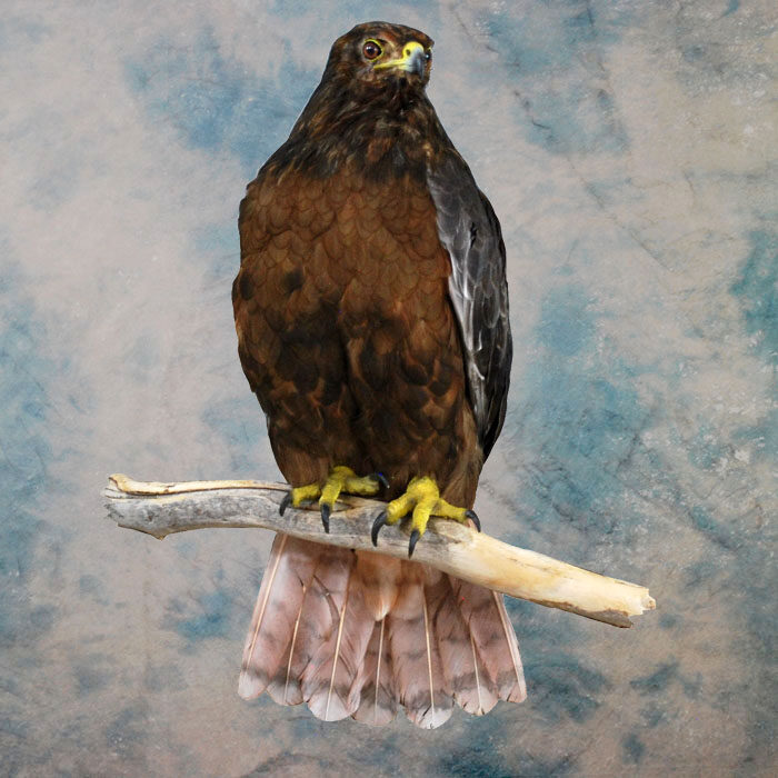 Red-Tailed Hawk Recreation Nevada bird taxidermy