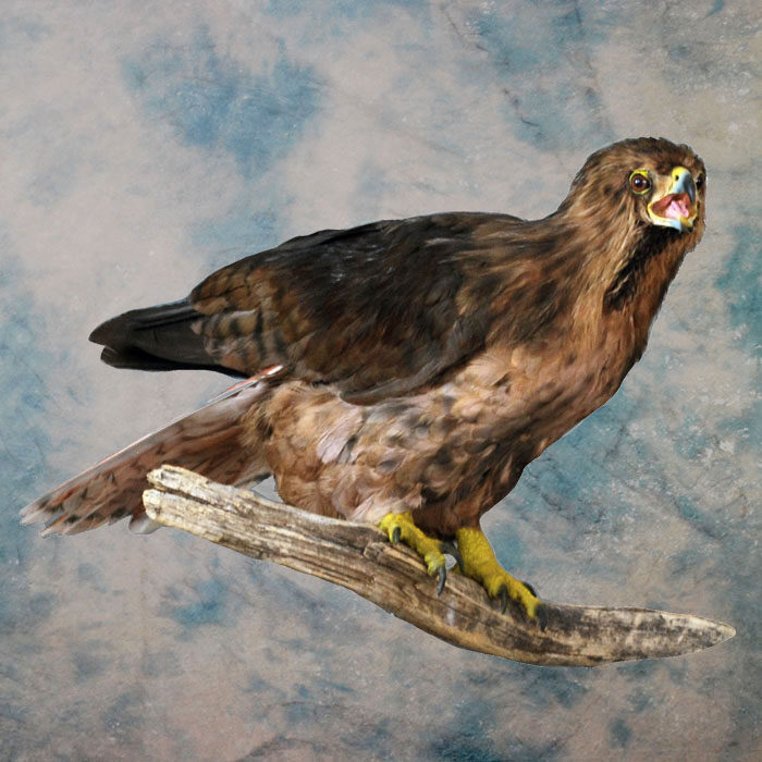 Red-Tailed Hawk Recreation Nevada bird taxidermy