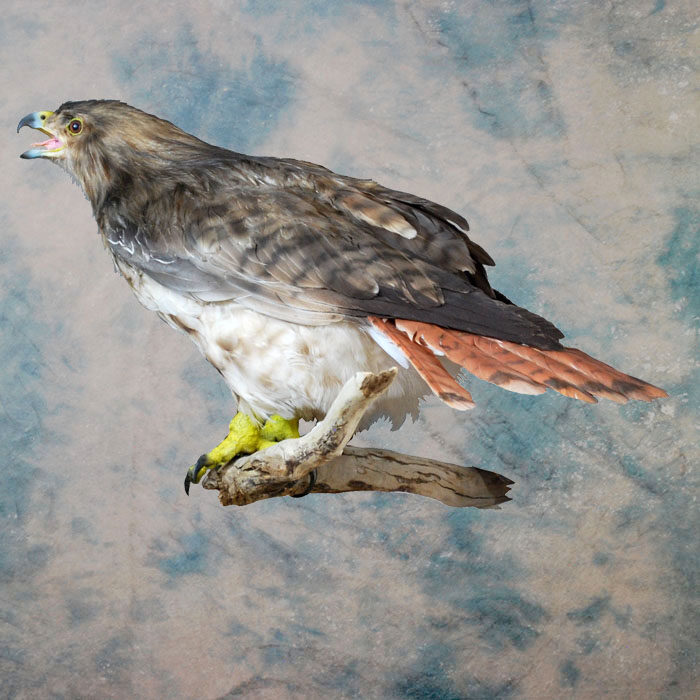 Red-Tailed Hawk Recreation Nevada bird taxidermy