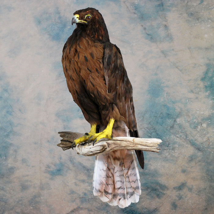 Red-Tailed Hawk Recreation Nevada bird taxidermy