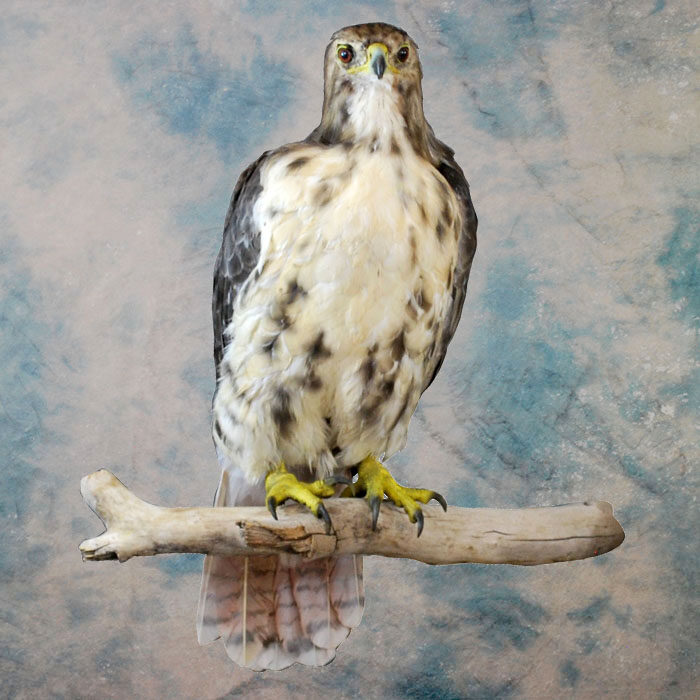 Red-Tailed Hawk Recreation Nevada bird taxidermy