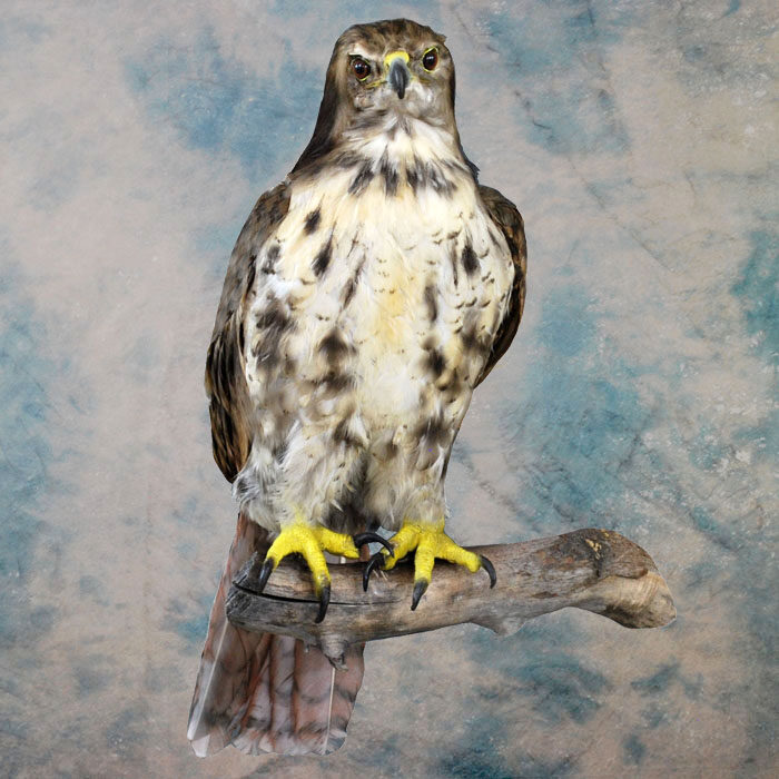 Red-Tailed Hawk Recreation Nevada bird taxidermy