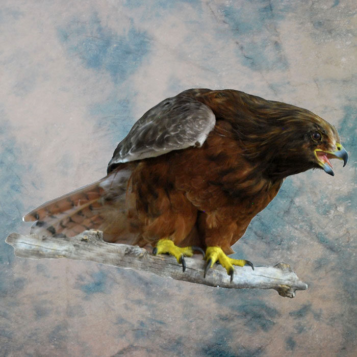 Red-Tailed Hawk Recreation Nevada bird taxidermy