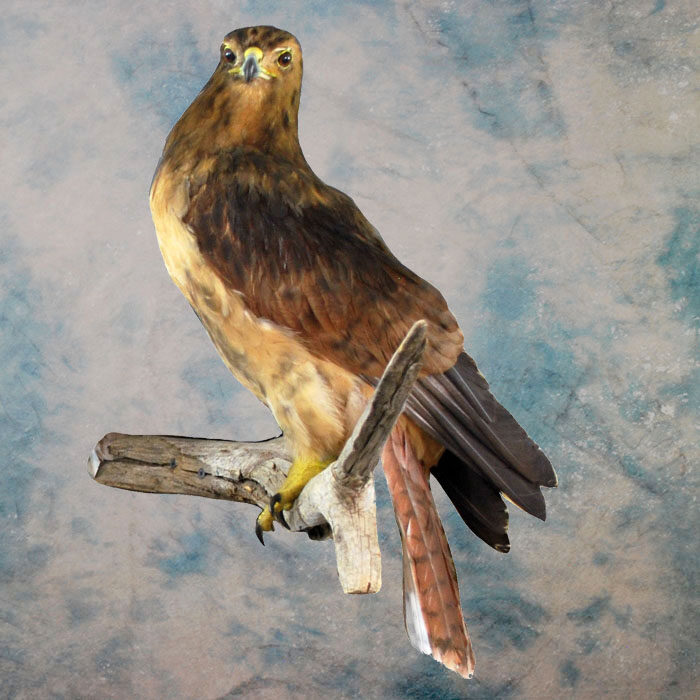 Red-Tailed Hawk Recreation Nevada bird taxidermy