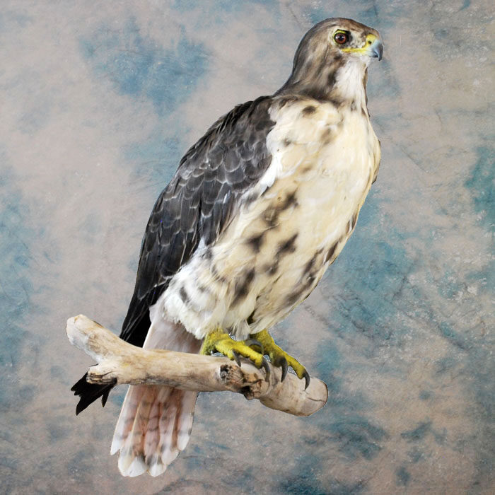 Red-Tailed Hawk Recreation Nevada bird taxidermy