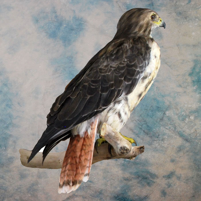 Red-Tailed Hawk Recreation Nevada bird taxidermy