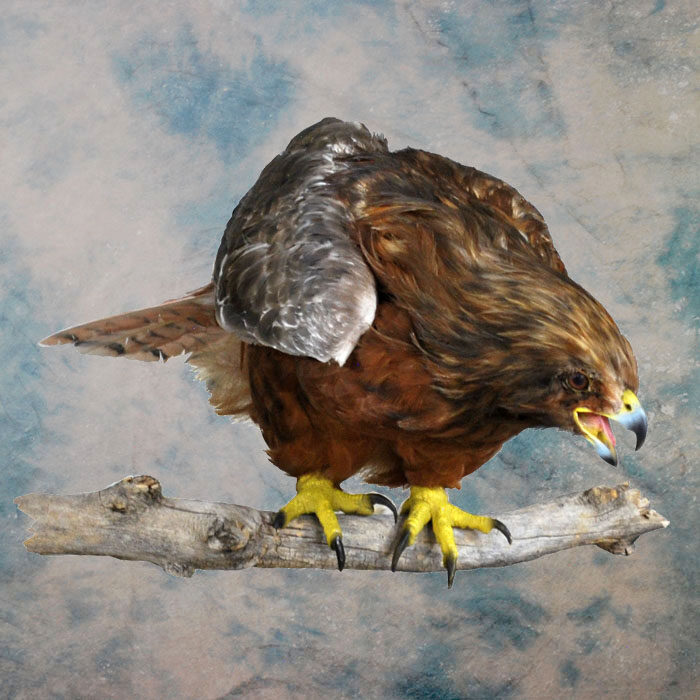 Red-Tailed Hawk Recreation Nevada bird taxidermy