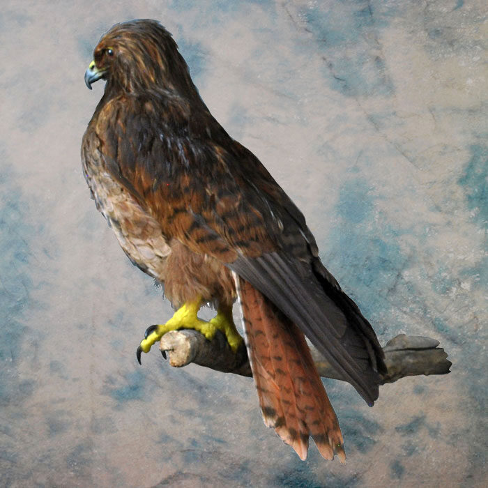 Red-Tailed Hawk Recreation Nevada bird taxidermy