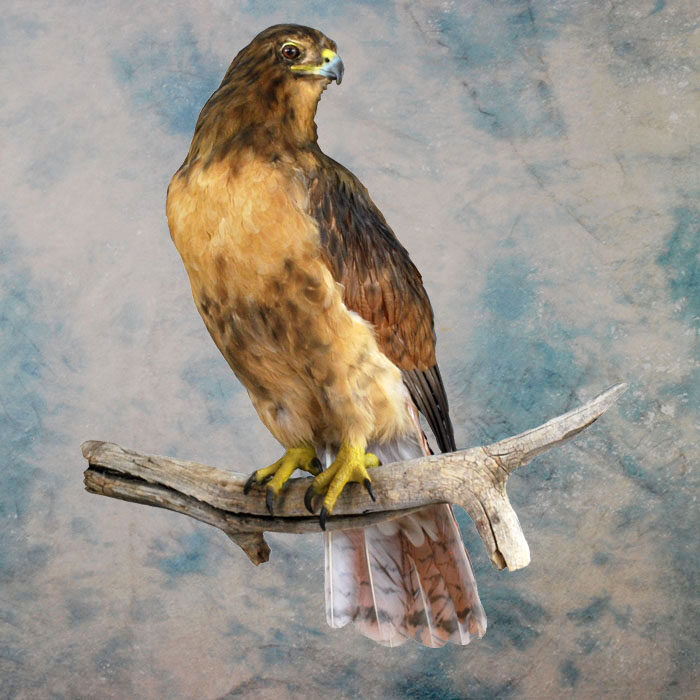 Red-Tailed Hawk Recreation Nevada bird taxidermy