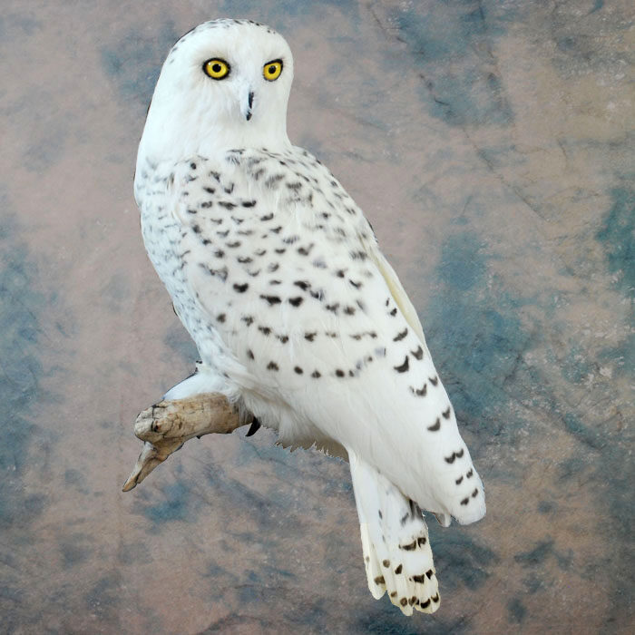 Snowy Owl Recreation Nevada bird taxidermy