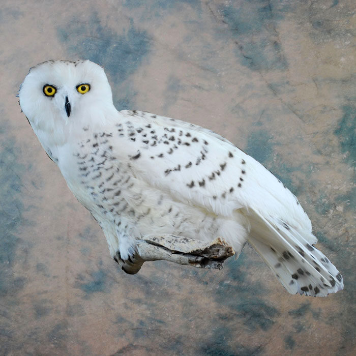 Snowy Owl Recreation Nevada bird taxidermy