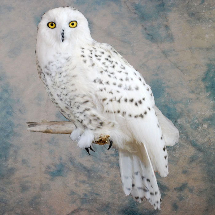 Snowy Owl Recreation Nevada bird taxidermy