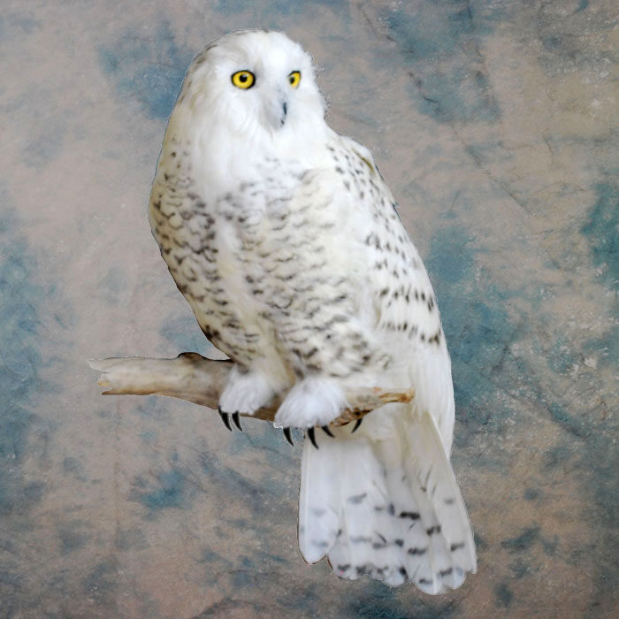 Snowy Owl Recreation Nevada bird taxidermy