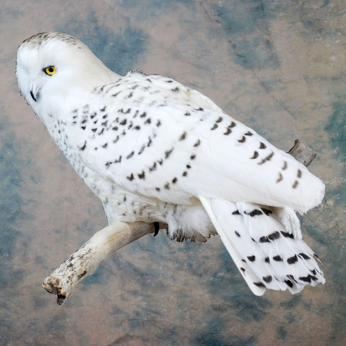 Snowy Owl Recreation Nevada bird taxidermy