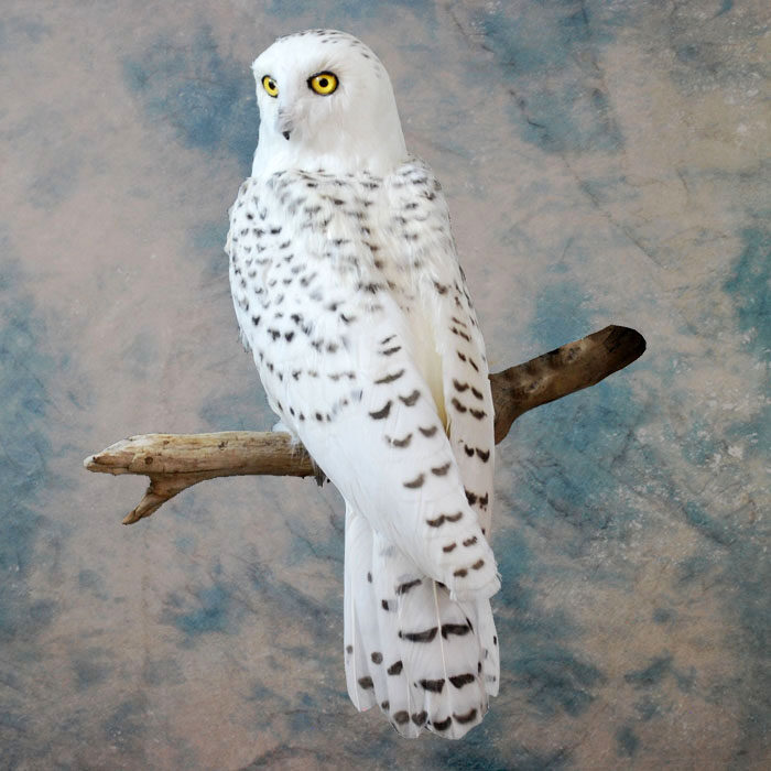 Snowy Owl Recreation Nevada bird taxidermy