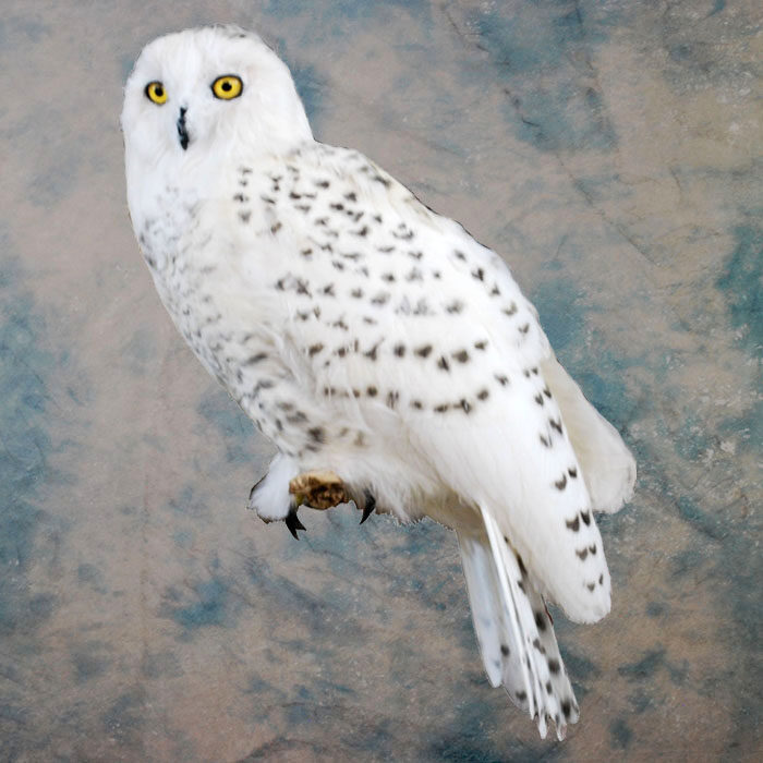 Snowy Owl Recreation Nevada bird taxidermy