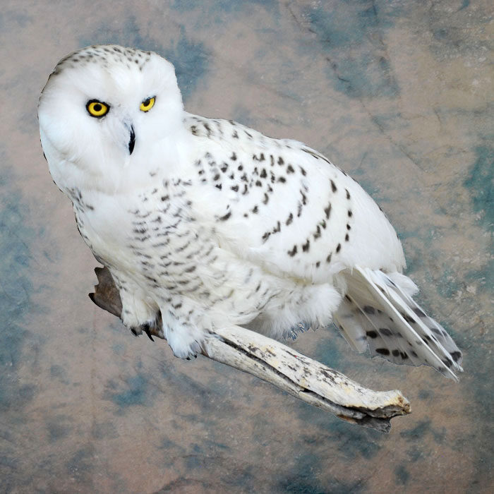 Snowy Owl Recreation Nevada bird taxidermy