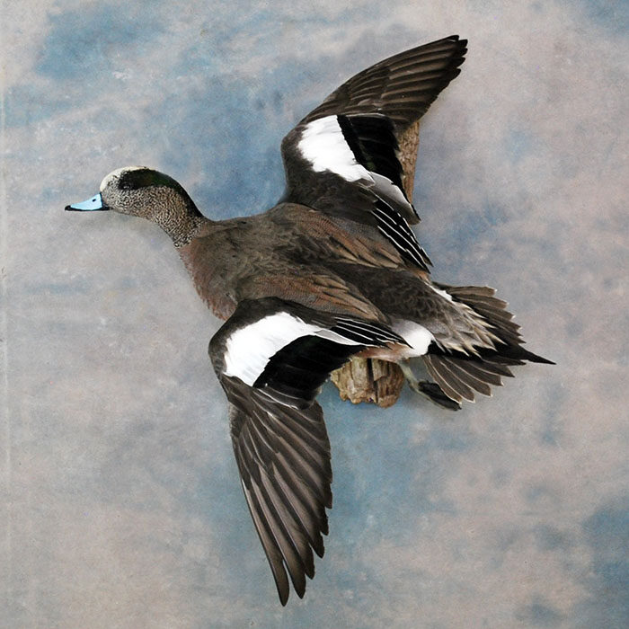 American Wigeon Nevada bird taxidermy