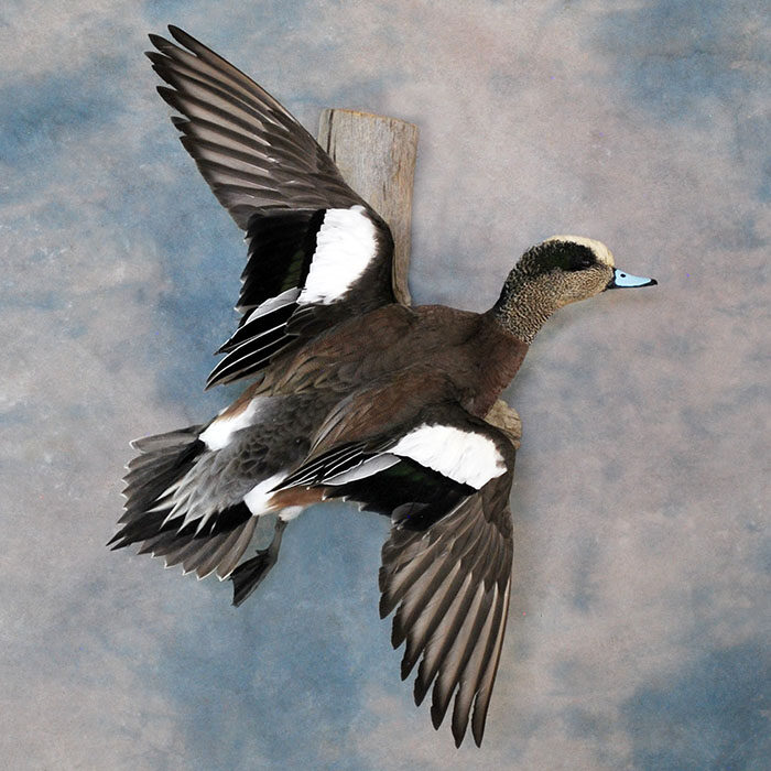 American Wigeon Nevada bird taxidermy