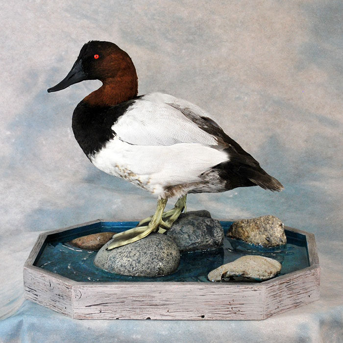 Canvasback Nevada bird taxidermy