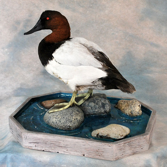 Canvasback Nevada bird taxidermy