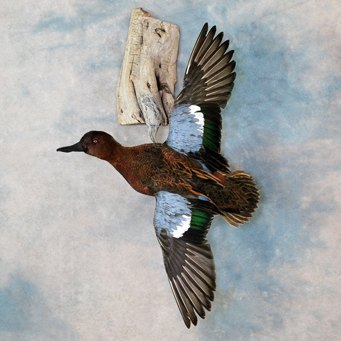 Cinnamon Teal Nevada bird taxidermy