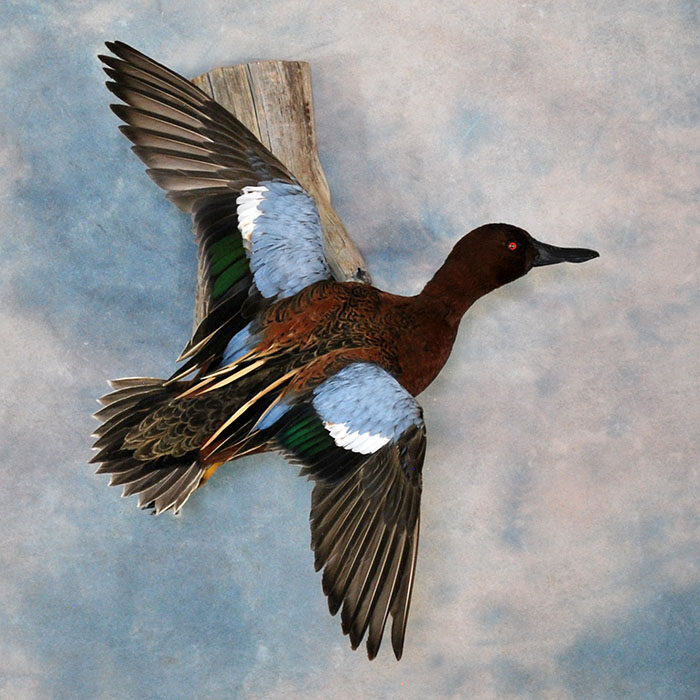 Cinnamon Teal Nevada bird taxidermy