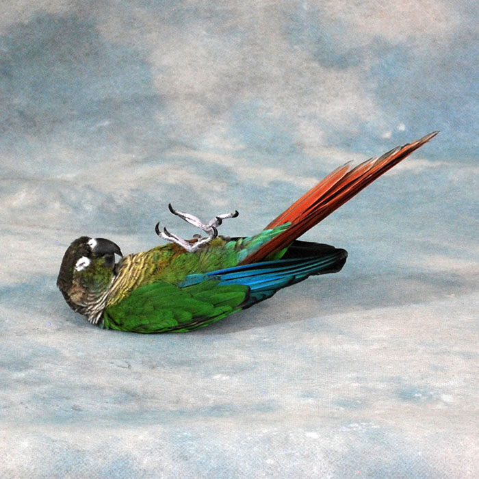 Conure Parrot Nevada bird taxidermy