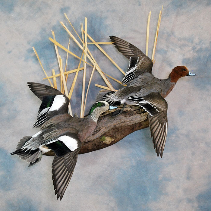 Eurasian Wigeon Nevada bird taxidermy