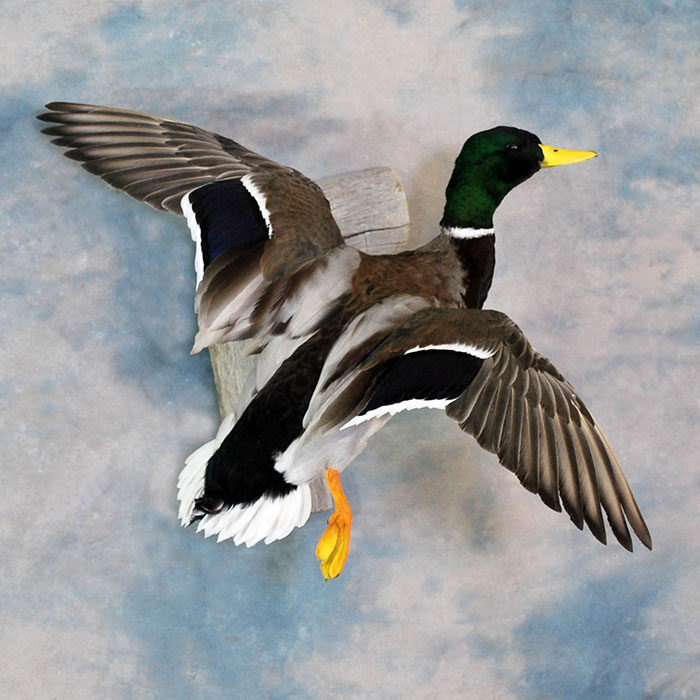 Mallard Nevada bird taxidermy