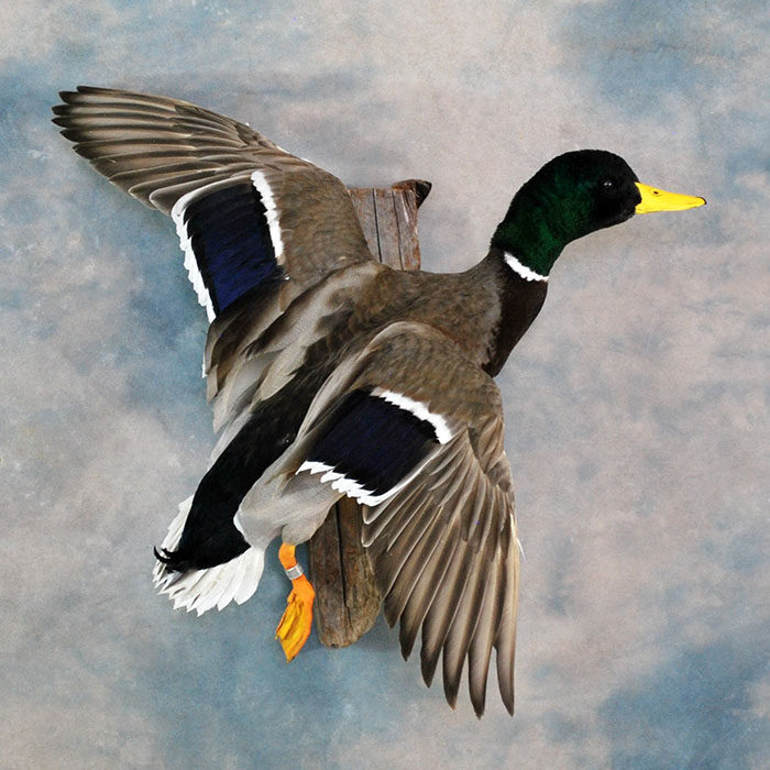 Mallard Nevada bird taxidermy