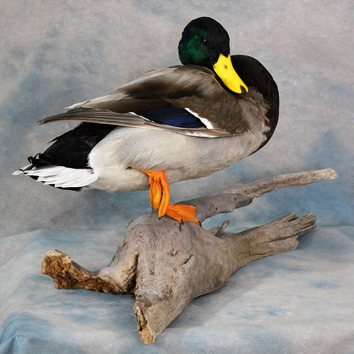 Mallard Nevada bird taxidermy