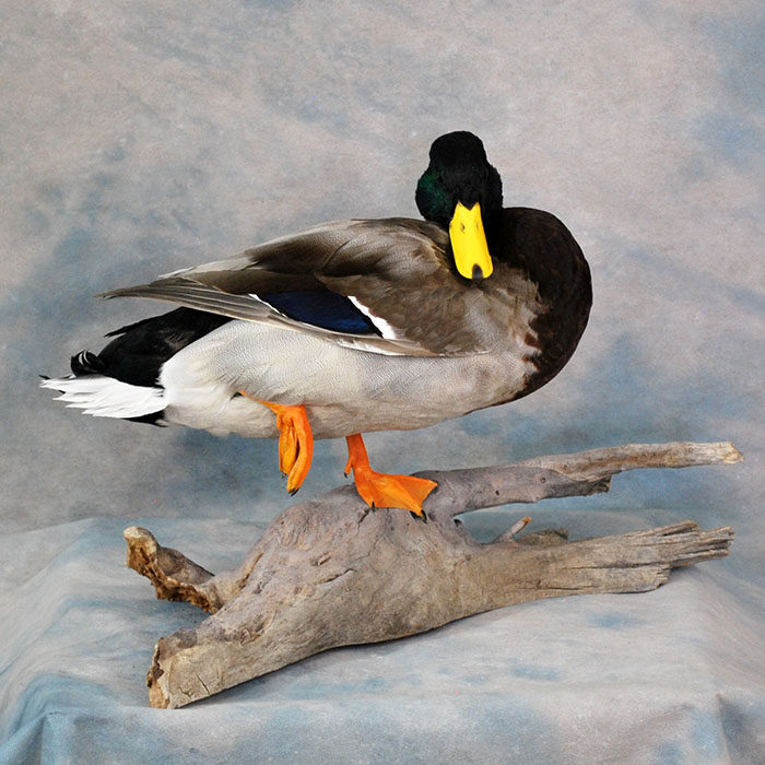 Mallard Nevada bird taxidermy