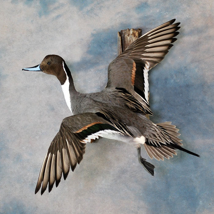 Northern Pintail Nevada bird taxidermy