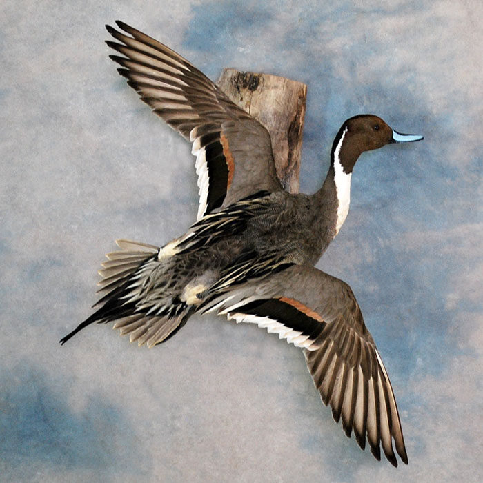 Northern Pintail Nevada bird taxidermy