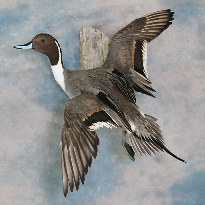 Northern Pintail Nevada bird taxidermy