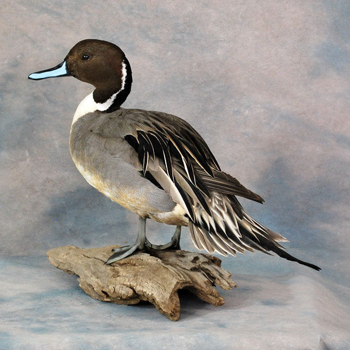 Northern Pintail Nevada bird taxidermy