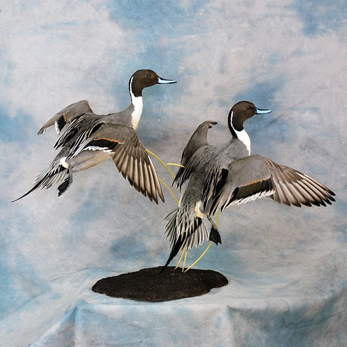 Northern Pintail Nevada bird taxidermy