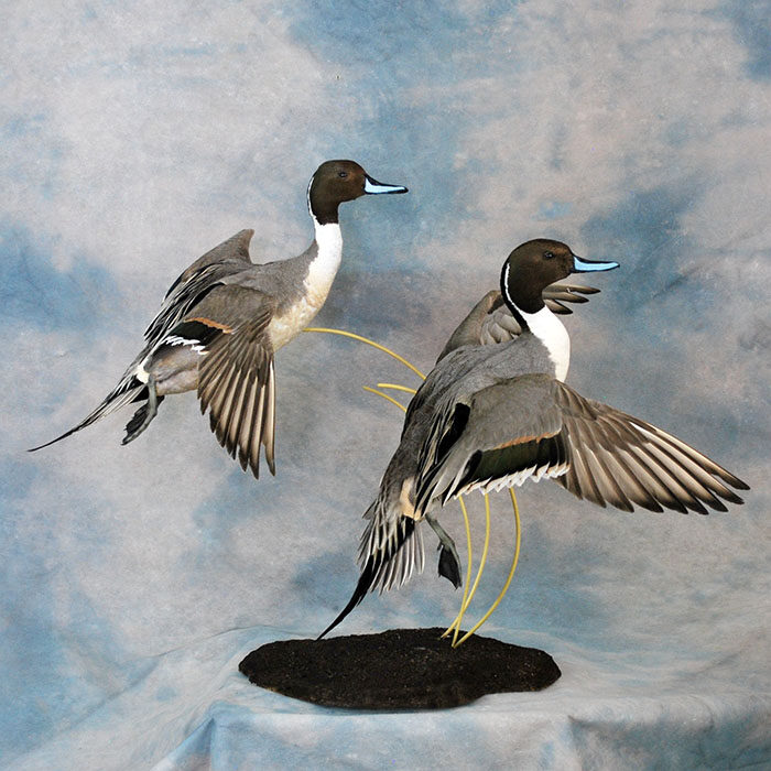 Northern Pintail Nevada bird taxidermy