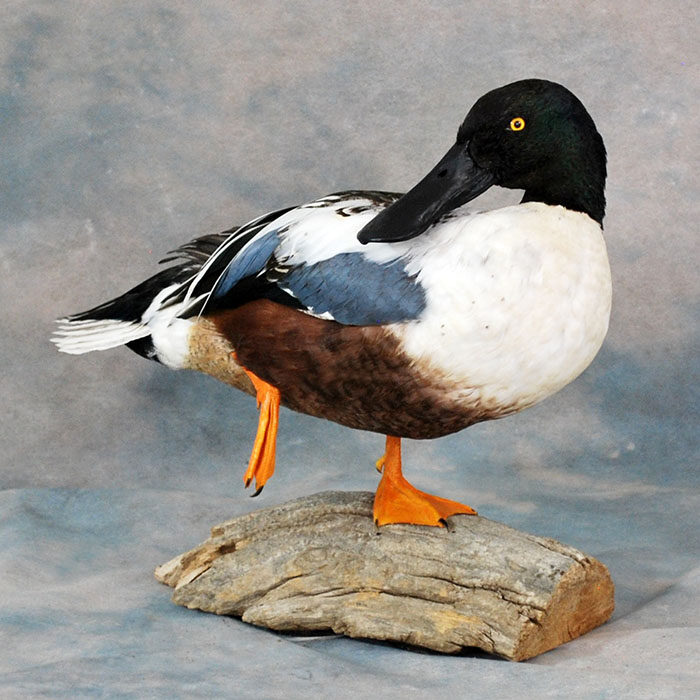 Northern Shoveler Nevada bird taxidermy