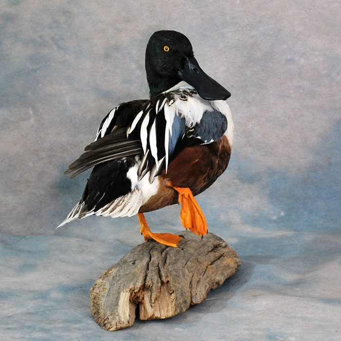 Northern Shoveler Nevada bird taxidermy