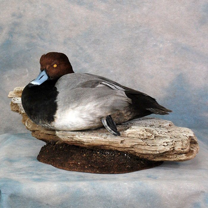 Redhead Nevada bird taxidermy