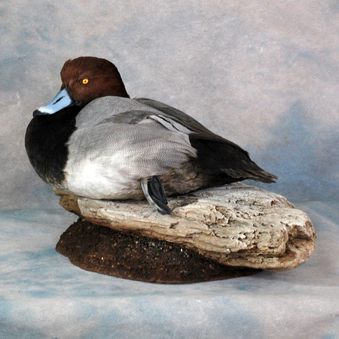 Redhead Nevada bird taxidermy