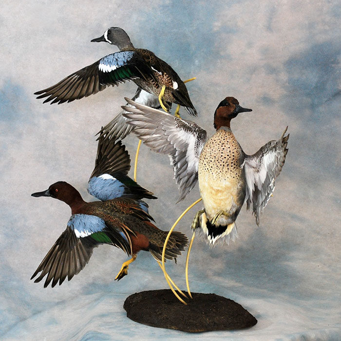 Teal Trio Nevada bird taxidermy