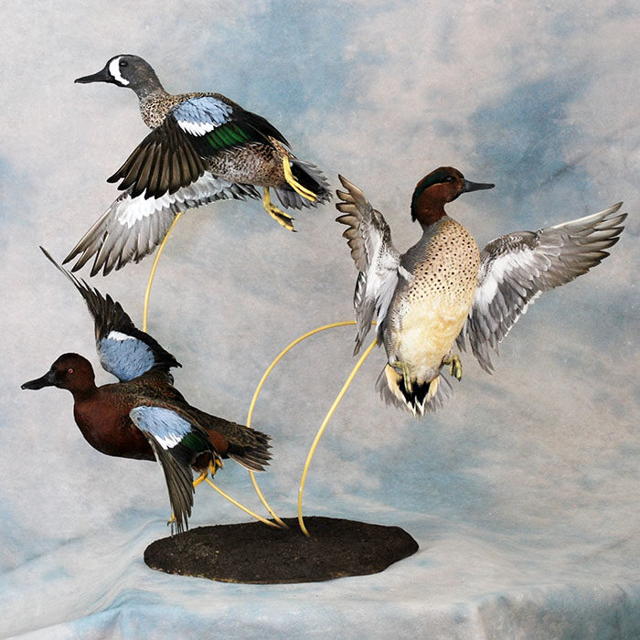 Teal Trio Nevada bird taxidermy