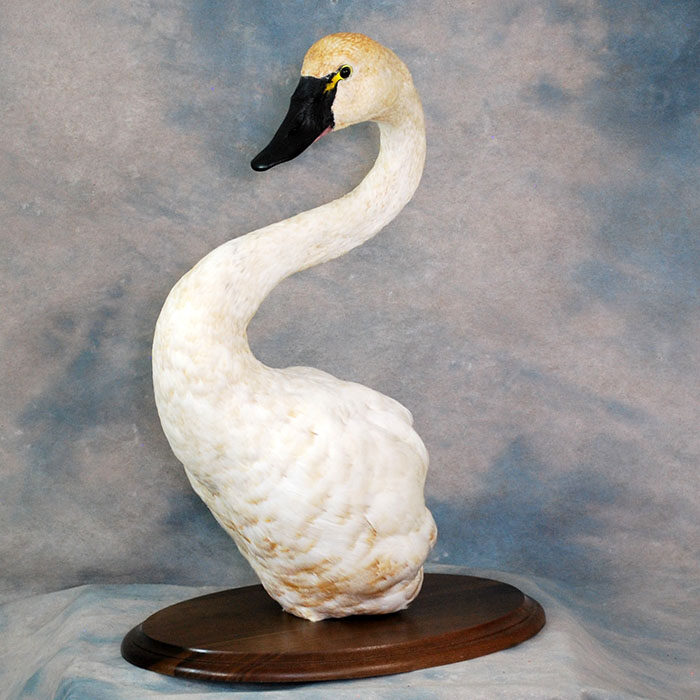 Tundra Swan Nevada bird taxidermy